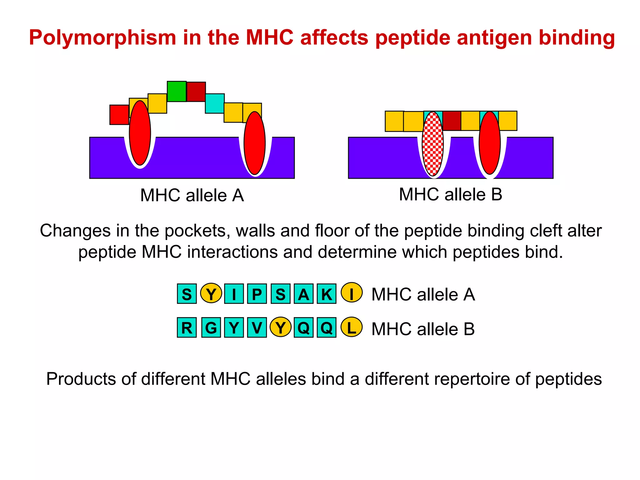 Polymorphism in the MHC affects peptide antigen binding Changes in the pockets, walls and floor of the peptide binding cleft alter peptide MHC interactions and determine which peptides bind. Products of different MHC alleles bind a different repertoire of peptides MHC allele A MHC allele B P S A Y S I K I R G Y Y V Q Q L MHC allele A MHC allele B 