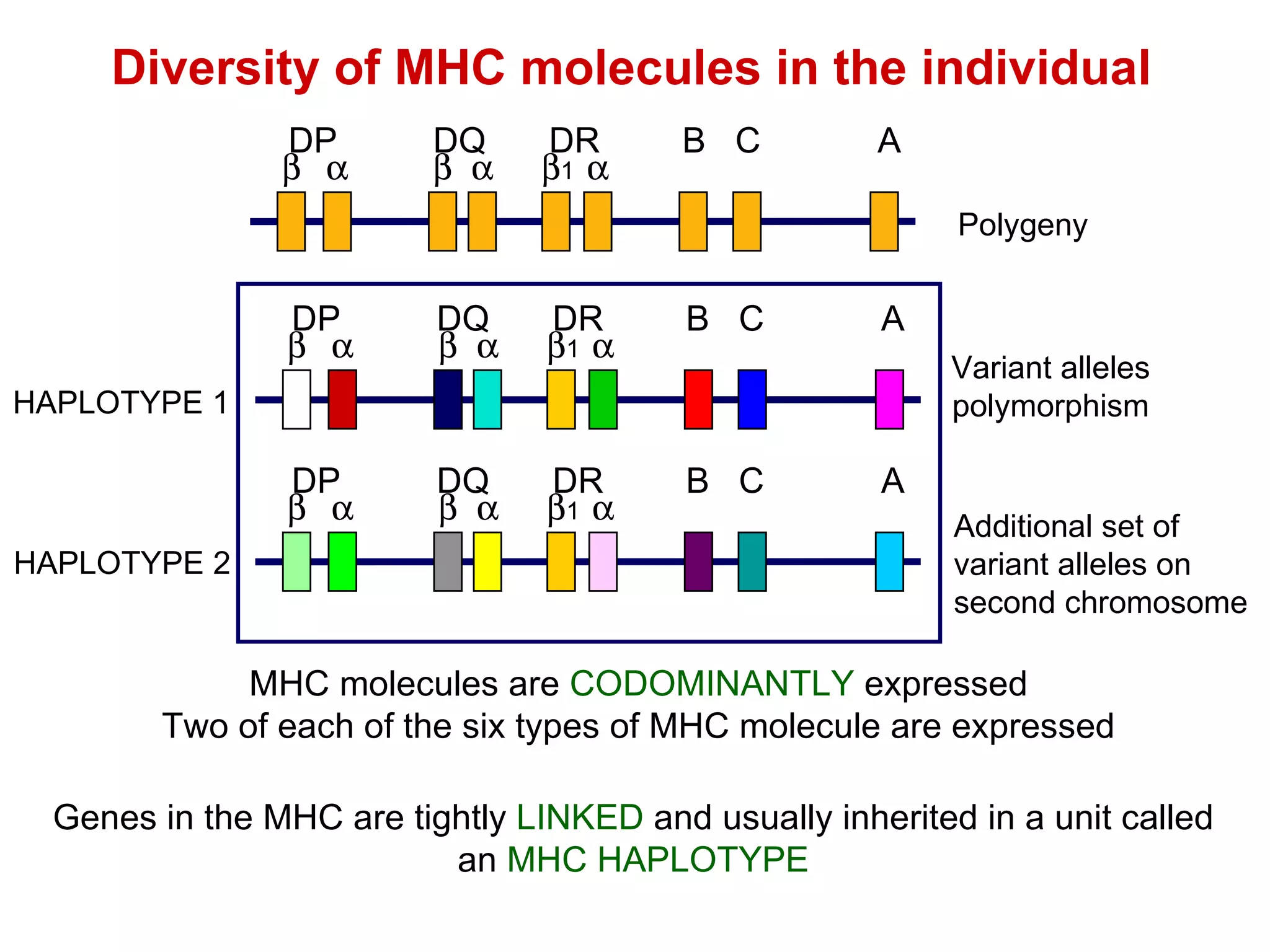 Genes in the MHC are tightly  LINKED  and usually inherited in a unit called an  MHC HAPLOTYPE MHC molecules are   CODOMINANTLY   expressed Two of each of the six types of MHC molecule are expressed Diversity of MHC molecules in the individual HAPLOTYPE 1 HAPLOTYPE 2      B C A DP DQ DR  1 Polygeny      B C A DP DQ DR  1 Variant alleles polymorphism      B C A DP DQ DR  1 Additional set of variant alleles on second chromosome 