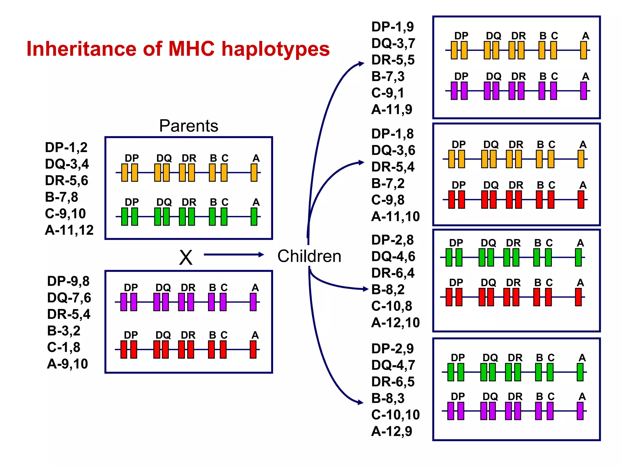 Inheritance of MHC haplotypes  B C A DP DQ DR B C A DP DQ DR B C A DP DQ DR B C A DP DQ DR X Parents DP-1,2 DQ-3,4 DR-5,6 B-7,8 C-9,10 A-11,12 DP-9,8 DQ-7,6 DR-5,4 B-3,2 C-1,8 A-9,10 DP-1,8 DQ-3,6 DR-5,4 B-7,2 C-9,8 A-11,10 DP-1,9 DQ-3,7 DR-5,5 B-7,3 C-9,1 A-11,9 DP-2,8 DQ-4,6 DR-6,4 B-8,2 C-10,8 A-12,10 DP-2,9 DQ-4,7 DR-6,5 B-8,3 C-10,10 A-12,9 B C A DP DQ DR B C A DP DQ DR B C A DP DQ DR B C A DP DQ DR B C A DP DQ DR B C A DP DQ DR B C A DP DQ DR B C A DP DQ DR Children 