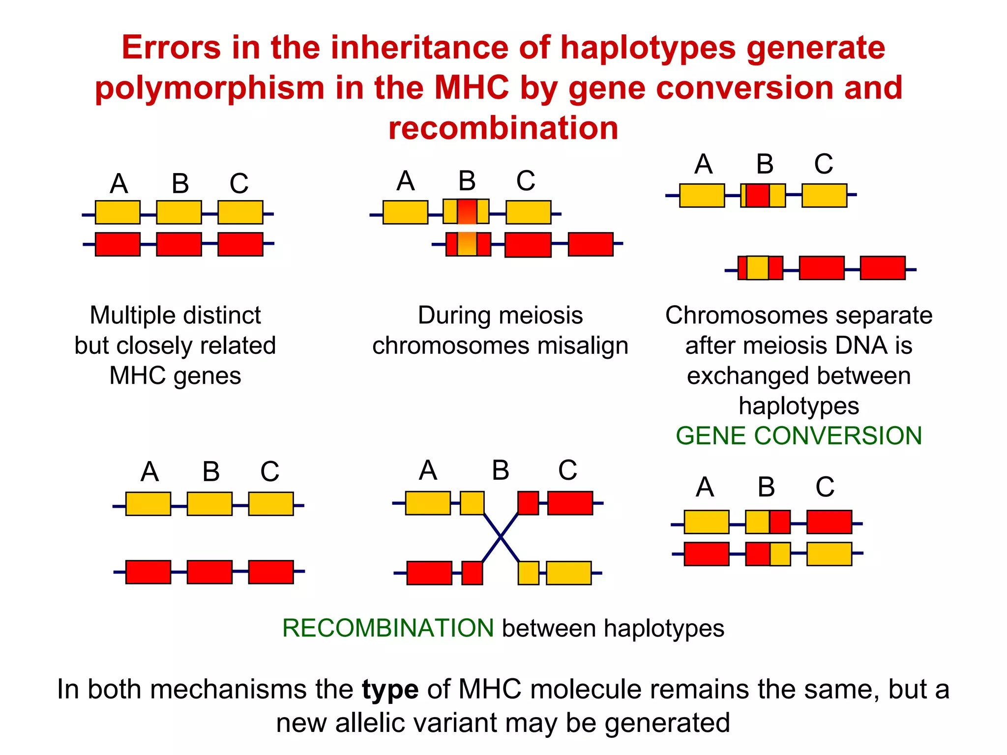 Errors in the inheritance of haplotypes generate polymorphism in the MHC by gene conversion and  recombination RECOMBINATION  between haplotypes In both mechanisms the  type  of MHC molecule remains the same, but a new allelic variant may be generated Multiple distinct but closely related MHC genes A B C During meiosis chromosomes misalign A B C Chromosomes separate after meiosis DNA is exchanged between haplotypes GENE CONVERSION A B C A B C A B C A B C 