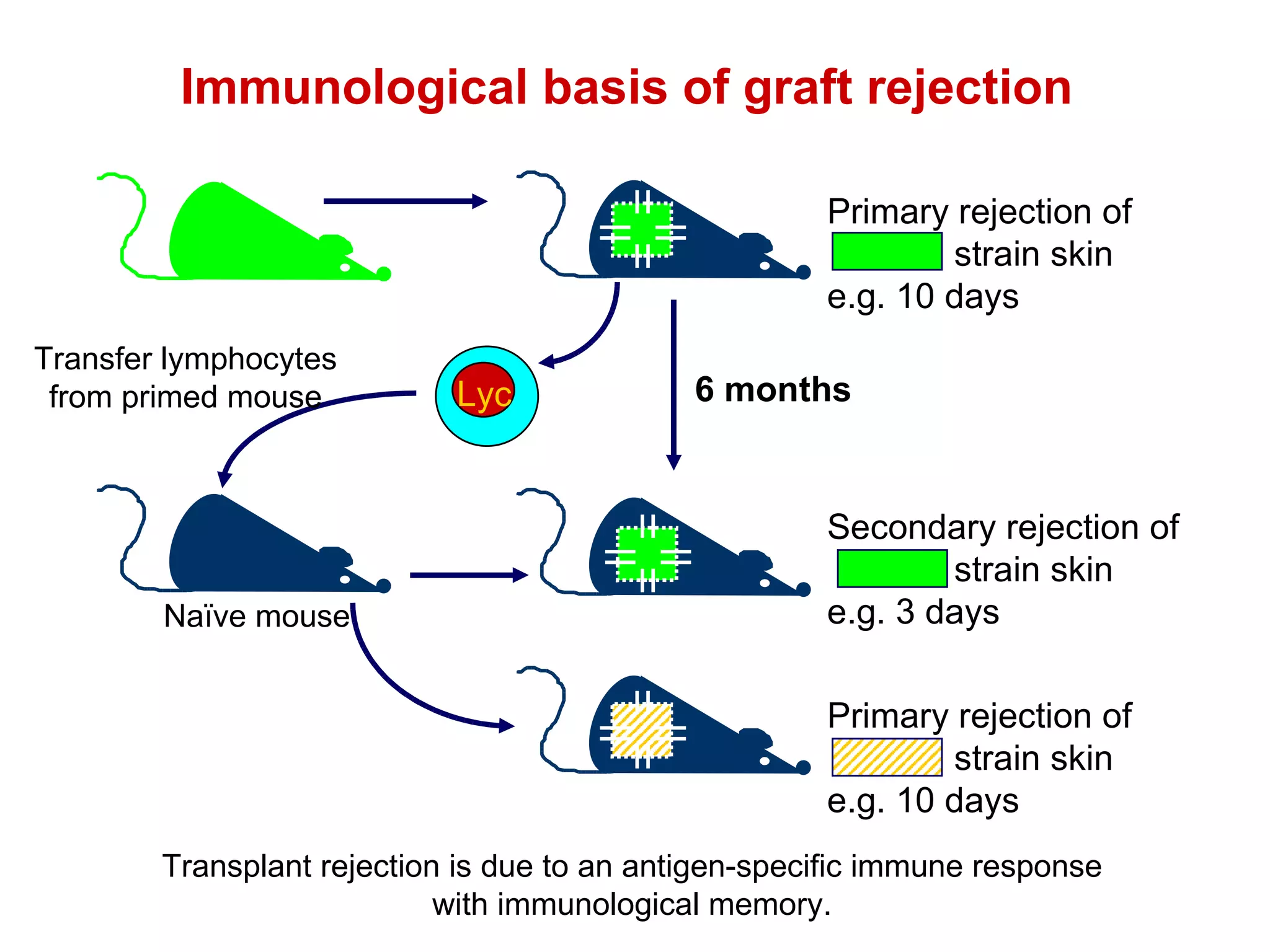 Transplant rejection is due to an antigen-specific immune response with immunological memory. Immunological basis of graft rejection 6 months Primary rejection of  strain skin e.g. 10 days Secondary rejection of  strain skin e.g. 3 days Primary rejection of strain skin e.g. 10 days Naïve mouse Lyc Transfer lymphocytes from primed mouse 