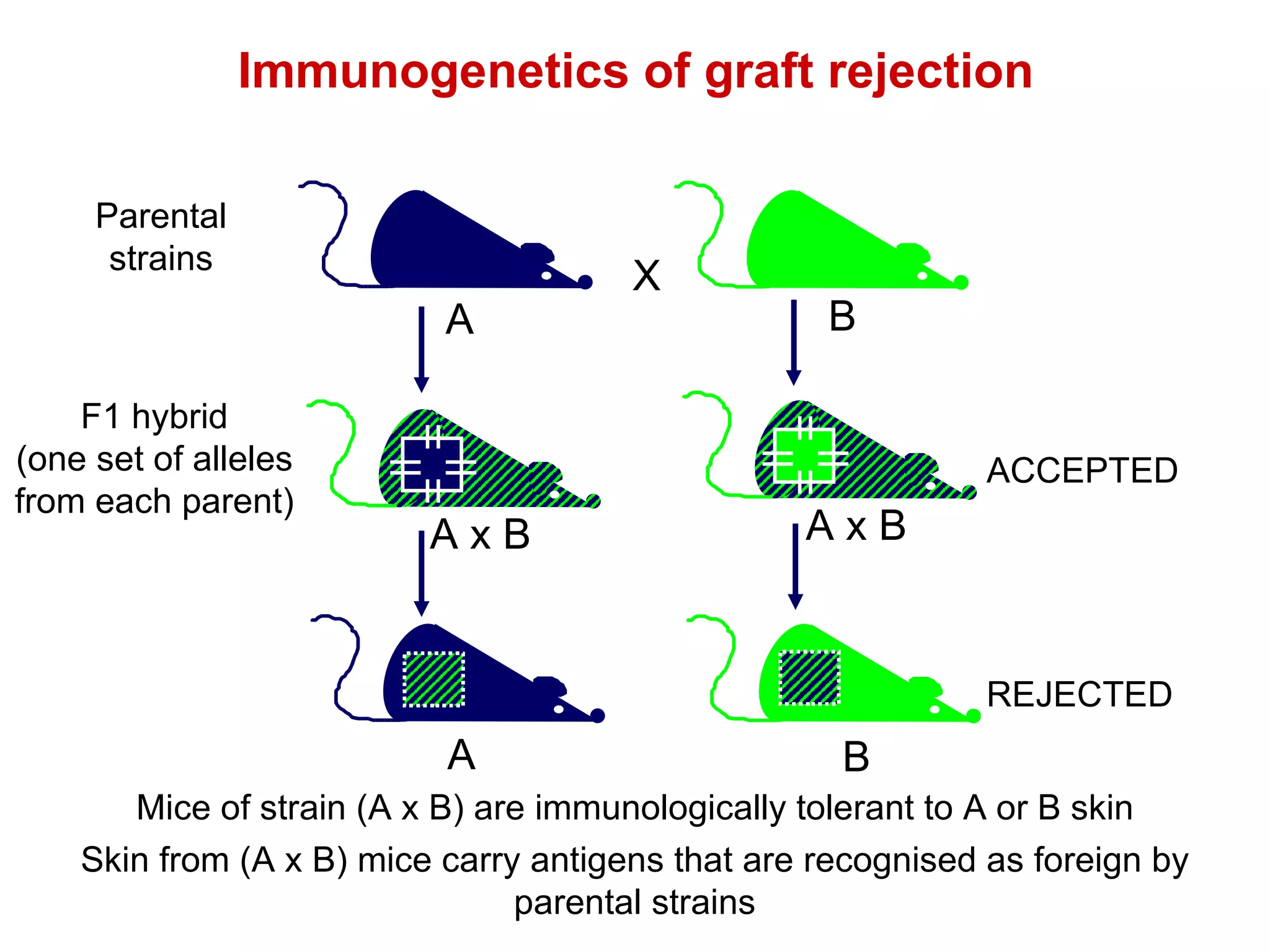 Immunogenetics of graft rejection Mice of strain (A x B) are immunologically tolerant to A or B skin ACCEPTED REJECTED Skin from (A x B) mice carry antigens that are recognised as foreign by parental strains F1 hybrid (one set of alleles from each parent) A x B Parental strains A B X A x B A B 