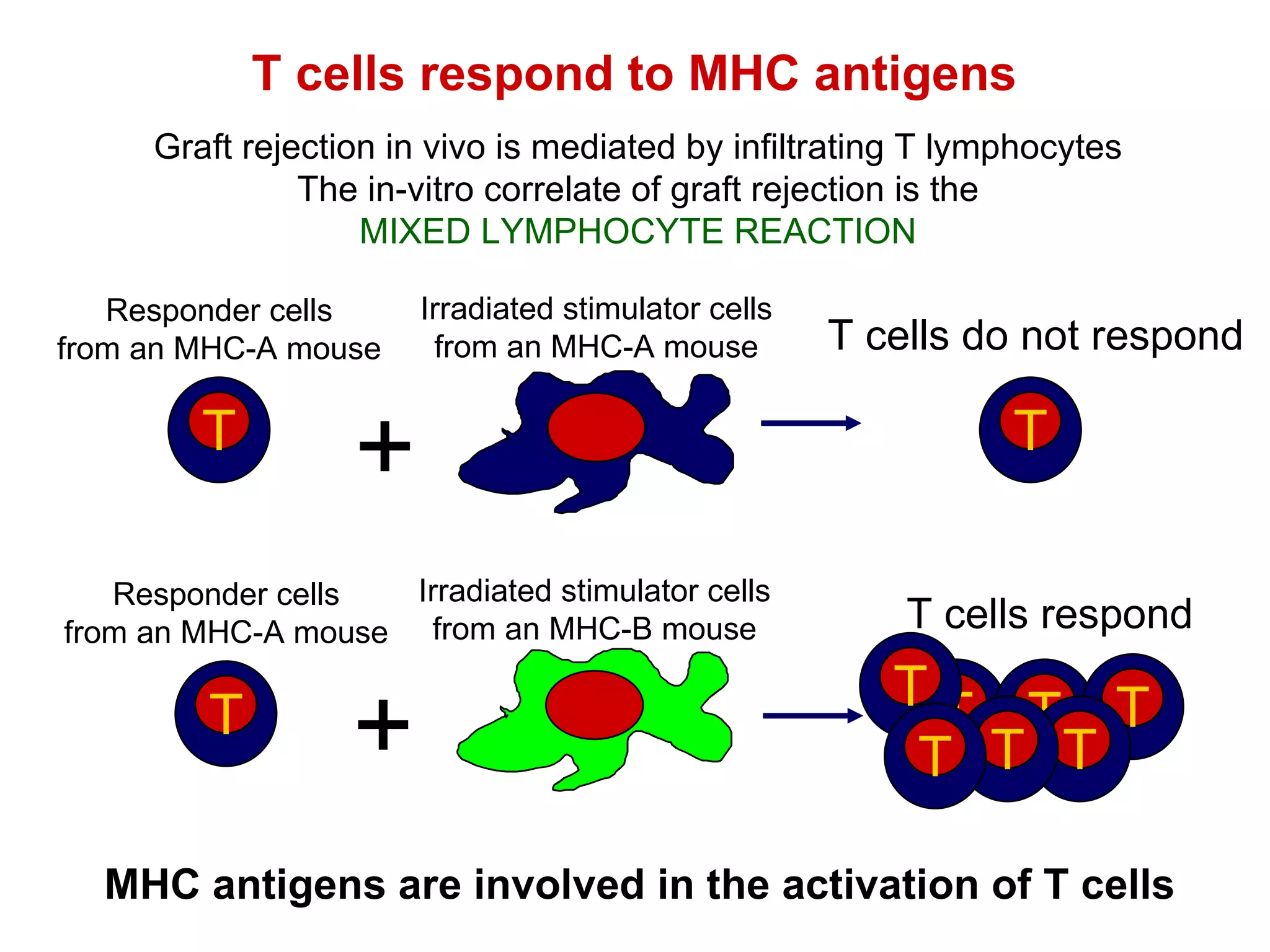 T cells respond to MHC antigens Graft rejection in vivo is mediated by infiltrating T lymphocytes The in-vitro correlate of graft rejection is the MIXED LYMPHOCYTE REACTION T cells do not respond T cells respond MHC antigens are involved in the activation of T cells + Irradiated stimulator cells from an MHC-B mouse T Responder cells from an MHC-A mouse + Irradiated stimulator cells from an MHC-A mouse T Responder cells from an MHC-A mouse T T T T T T T T 
