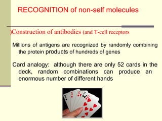 Major Histocompatibility Complex | PPT