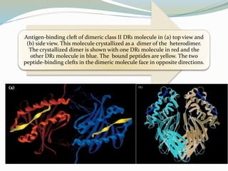 Antigen-binding cleft of dimeric class II DR1 molecule in (a) top view and
(b) side view. This molecule crystallized as a dimer of the heterodimer.
The crystallized dimer is shown with one DR1 molecule in red and the
other DR1 molecule in blue. The bound peptides are yellow. The two
peptide-binding clefts in the dimeric molecule face in opposite directions.
 
