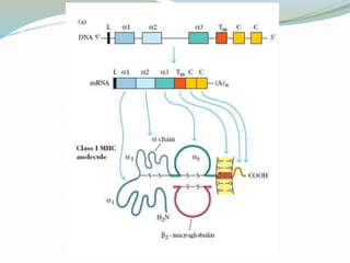 MHC: Major Histocompetability Complex