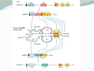 MHC: Major Histocompetability Complex