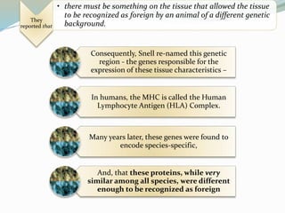 They
reported that
• there must be something on the tissue that allowed the tissue
to be recognized as foreign by an animal of a different genetic
background.
Consequently, Snell re-named this genetic
region - the genes responsible for the
expression of these tissue characteristics –
In humans, the MHC is called the Human
Lymphocyte Antigen (HLA) Complex.
Many years later, these genes were found to
encode species-specific,
And, that these proteins, while very
similar among all species, were different
enough to be recognized as foreign
 