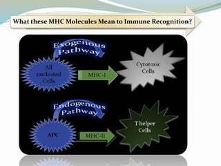 What these MHC Molecules Mean to Immune Recognition?
 