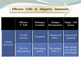 Effector Cells in Adaptive Immunity
Effector
T Cell
Pathogen
Location
Antigen
Presentation
Target Cell
Action
Cellular
Immunity
Tc CD8
cytotoxic
Cytoplasm
Infected cell
MHC I
Infected cell
apoptosis
Th1 CD4
inflammatory
Macrophage
vesicles
Macrophage
MHC II
Macrophage
activation to
kill pathogen
 