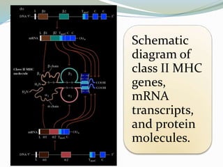Schematic
diagram of
class II MHC
genes,
mRNA
transcripts,
and protein
molecules.
 