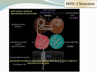 MHC-I Structure
 