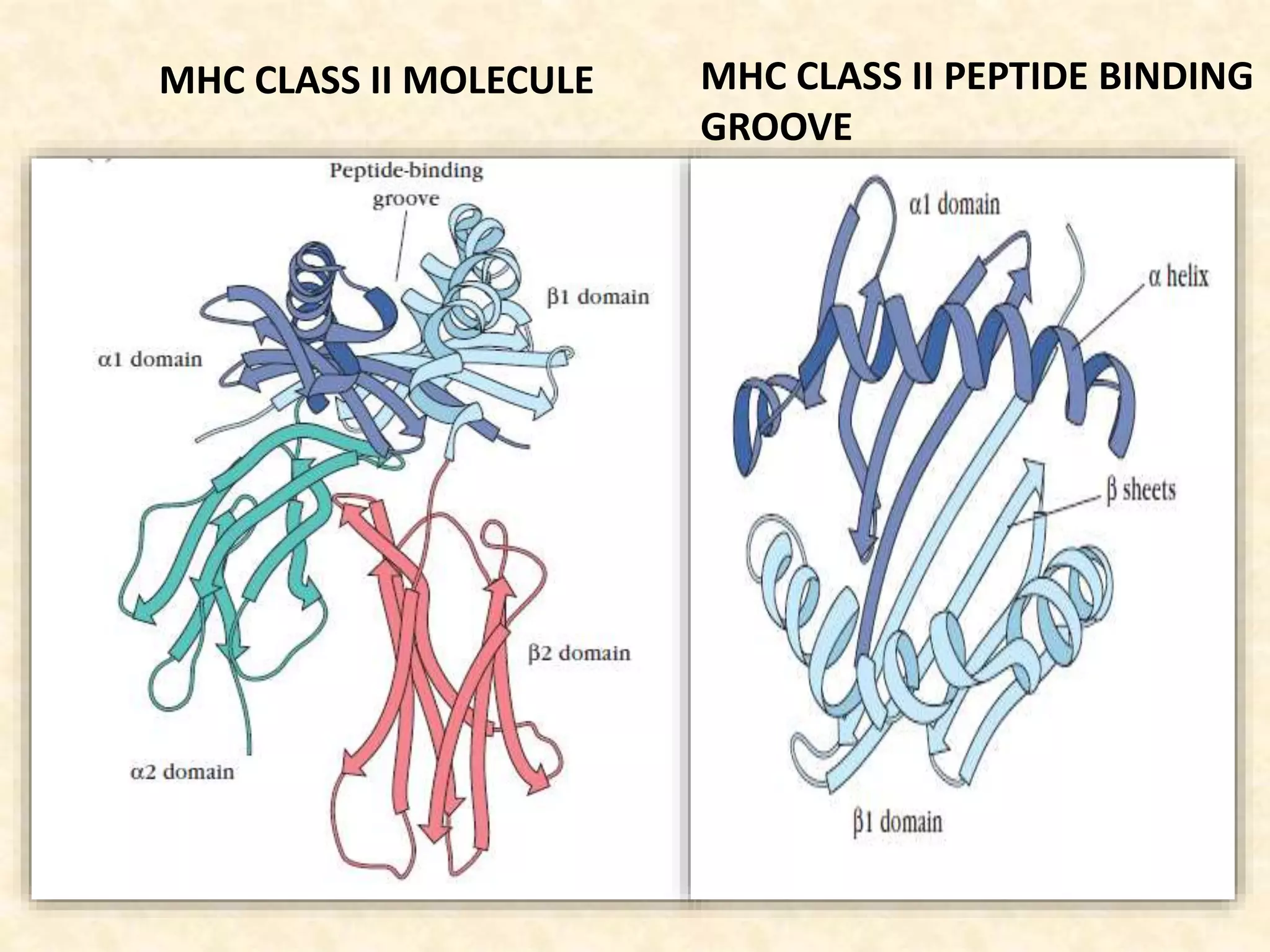 MHC CLASS II MOLECULE MHC CLASS II PEPTIDE BINDING
GROOVE
 