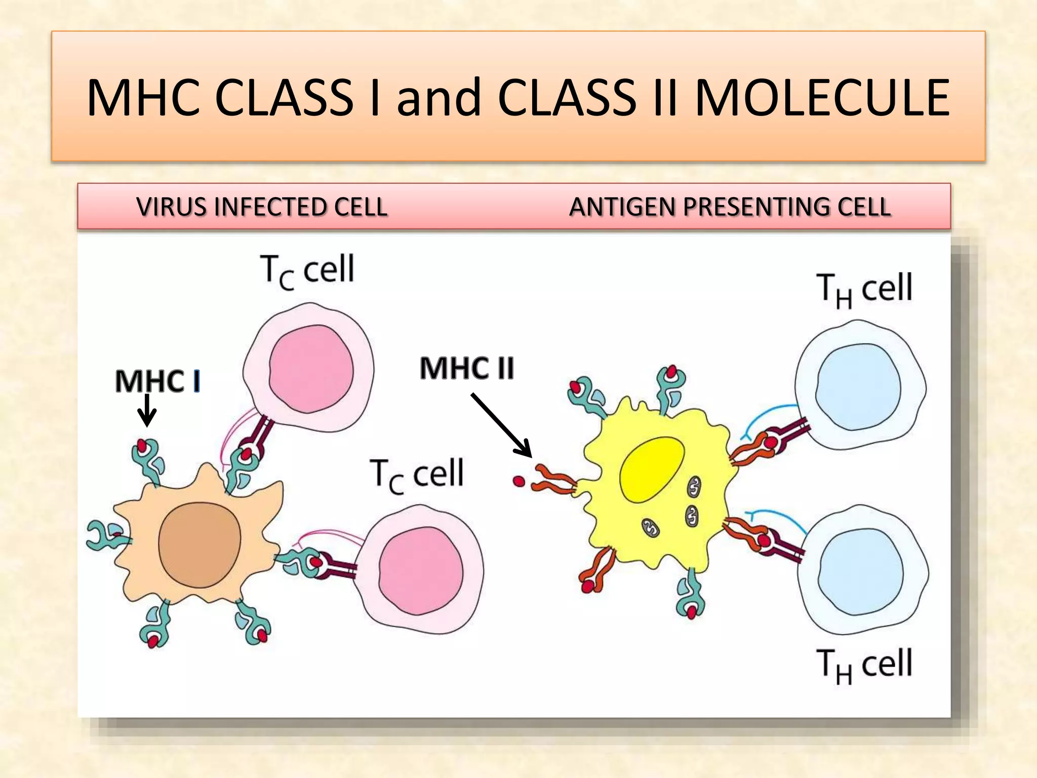 MHC CLASS I and CLASS II MOLECULE
VIRUS INFECTED CELL ANTIGEN PRESENTING CELL
 