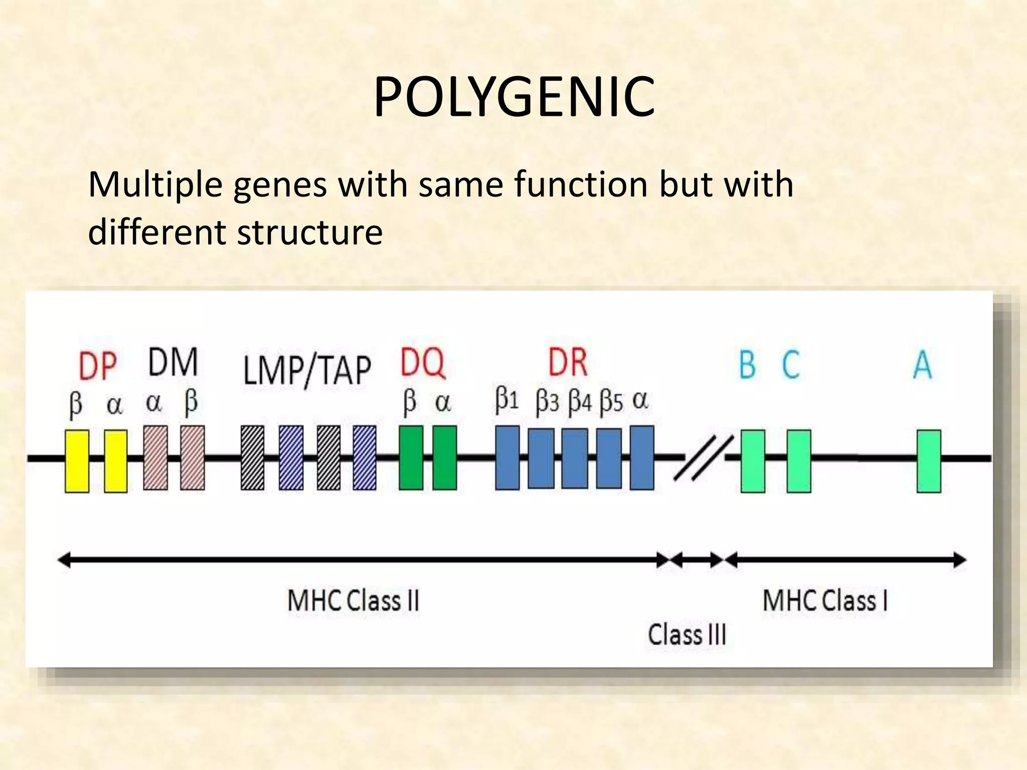 POLYGENIC
Multiple genes with same function but with
different structure
 