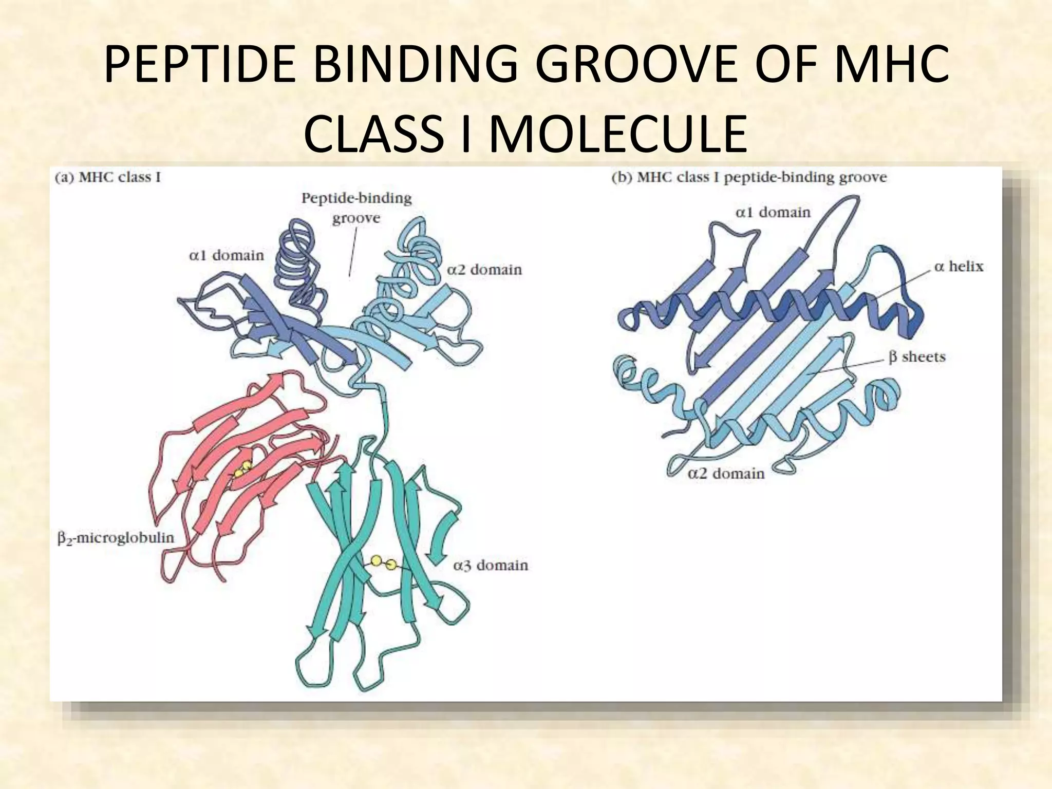 PEPTIDE BINDING GROOVE OF MHC
CLASS I MOLECULE
 