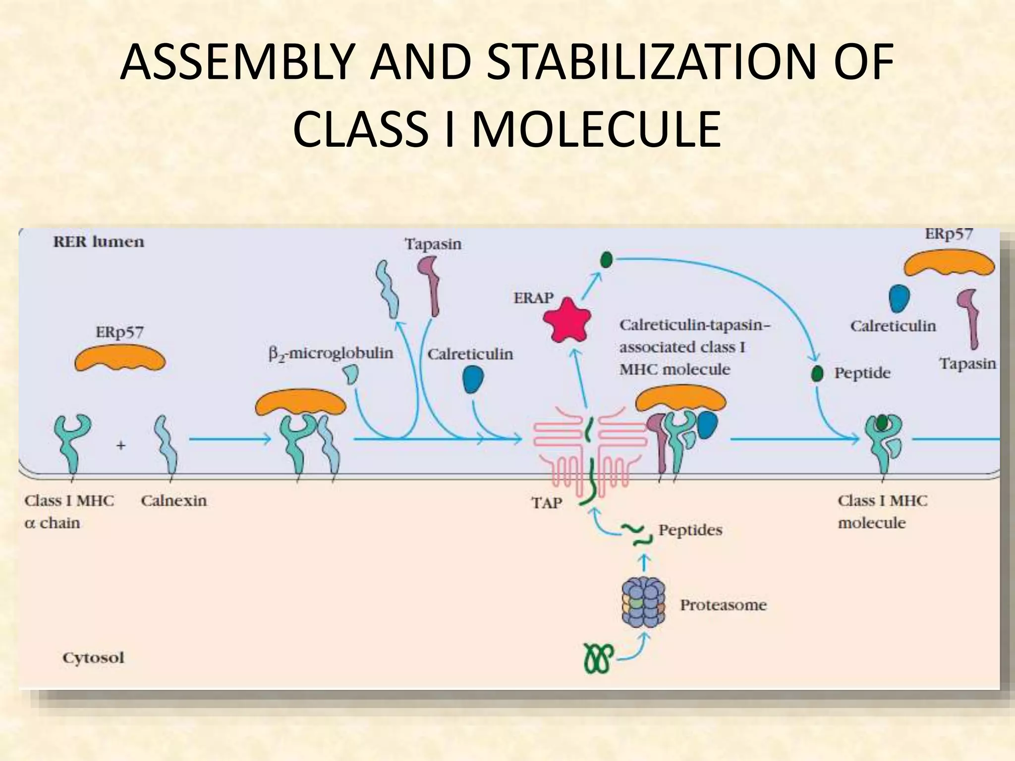 ASSEMBLY AND STABILIZATION OF
CLASS I MOLECULE
 