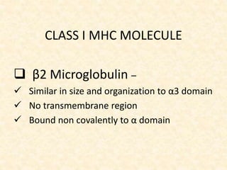 CLASS I MHC MOLECULE
 β2 Microglobulin –
 Similar in size and organization to α3 domain
 No transmembrane region
 Bound non covalently to α domain
 