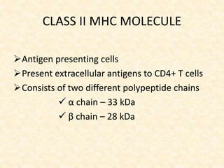 CLASS II MHC MOLECULE
Antigen presenting cells
Present extracellular antigens to CD4+ T cells
Consists of two different polypeptide chains
 α chain – 33 kDa
 β chain – 28 kDa
 