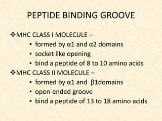 PEPTIDE BINDING GROOVE
MHC CLASS I MOLECULE –
▪ formed by α1 and α2 domains
▪ socket like opening
▪ bind a peptide of 8 to 10 amino acids
MHC CLASS II MOLECULE –
▪ formed by α1 and β1domains
▪ open-ended groove
▪ bind a peptide of 13 to 18 amino acids
 