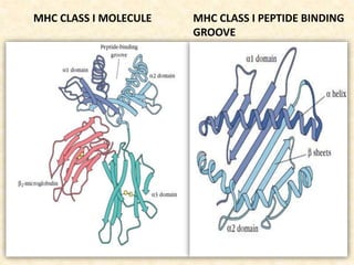 MHC CLASS I MOLECULE MHC CLASS I PEPTIDE BINDING
GROOVE
 