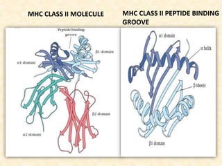 MHC CLASS II MOLECULE MHC CLASS II PEPTIDE BINDING
GROOVE
 