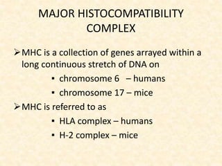 MAJOR HISTOCOMPATIBILITY
COMPLEX
MHC is a collection of genes arrayed within a
long continuous stretch of DNA on
▪ chromosome 6 – humans
▪ chromosome 17 – mice
MHC is referred to as
▪ HLA complex – humans
▪ H-2 complex – mice
 