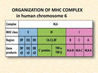 ORGANIZATION OF MHC COMPLEX
in human chromosome 6
 