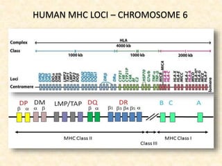 HUMAN MHC LOCI – CHROMOSOME 6
 