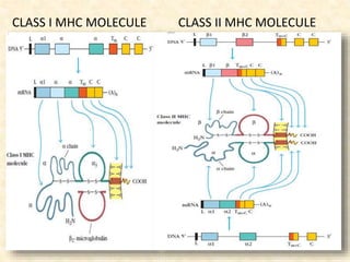 CLASS I MHC MOLECULE CLASS II MHC MOLECULE
 