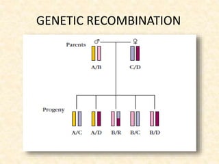 GENETIC RECOMBINATION
 