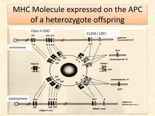 MHC Molecule expressed on the APC
of a heterozygote offspring
centromere
centromere
Class II LOCI
CLASS I LOCI
 