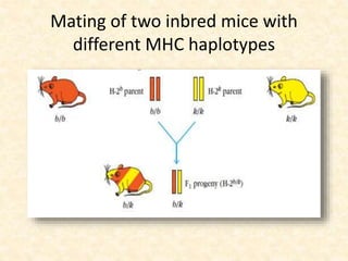 Mating of two inbred mice with
different MHC haplotypes
 