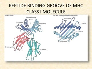 PEPTIDE BINDING GROOVE OF MHC
CLASS I MOLECULE
 