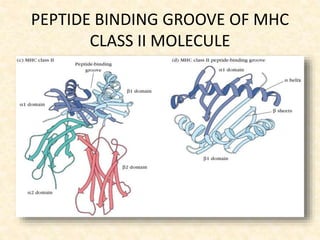 PEPTIDE BINDING GROOVE OF MHC
CLASS II MOLECULE
 