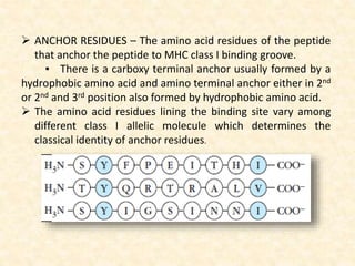  ANCHOR RESIDUES – The amino acid residues of the peptide
that anchor the peptide to MHC class I binding groove.
▪ There is a carboxy terminal anchor usually formed by a
hydrophobic amino acid and amino terminal anchor either in 2nd
or 2nd and 3rd position also formed by hydrophobic amino acid.
 The amino acid residues lining the binding site vary among
different class I allelic molecule which determines the
classical identity of anchor residues.
 
