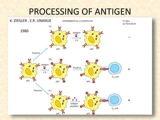 PROCESSING OF ANTIGEN
K. ZIEGLER , E.R. UNANUE
1980
 