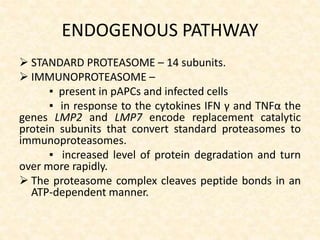 ENDOGENOUS PATHWAY
 STANDARD PROTEASOME – 14 subunits.
 IMMUNOPROTEASOME –
▪ present in pAPCs and infected cells
▪ in response to the cytokines IFN γ and TNFα the
genes LMP2 and LMP7 encode replacement catalytic
protein subunits that convert standard proteasomes to
immunoproteasomes.
▪ increased level of protein degradation and turn
over more rapidly.
 The proteasome complex cleaves peptide bonds in an
ATP-dependent manner.
 