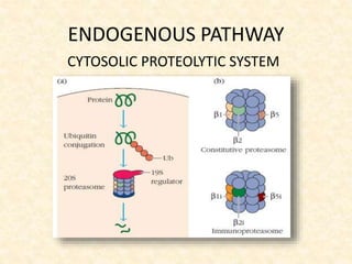 ENDOGENOUS PATHWAY
CYTOSOLIC PROTEOLYTIC SYSTEM
 