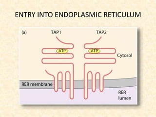 ENTRY INTO ENDOPLASMIC RETICULUM
 