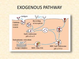 EXOGENOUS PATHWAY
 