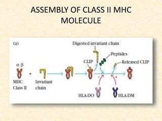 ASSEMBLY OF CLASS II MHC
MOLECULE
 