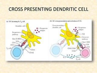 CROSS PRESENTING DENDRITIC CELL
 