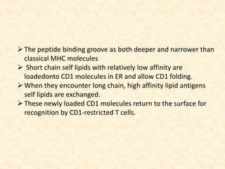 The peptide binding groove as both deeper and narrower than
classical MHC molecules
 Short chain self lipids with relatively low affinity are
loadedonto CD1 molecules in ER and allow CD1 folding.
When they encounter long chain, high affinity lipid antigens
self lipids are exchanged.
These newly loaded CD1 molecules return to the surface for
recognition by CD1-restricted T cells.
 