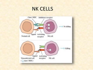 NK CELLS
 