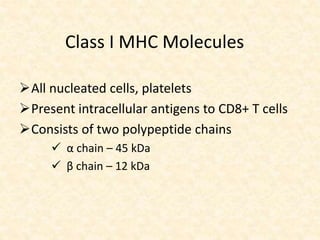 Class I MHC Molecules
All nucleated cells, platelets
Present intracellular antigens to CD8+ T cells
Consists of two polypeptide chains
 α chain – 45 kDa
 β chain – 12 kDa
 