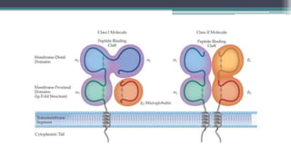 Next Step Mhc Mhc | PPTX