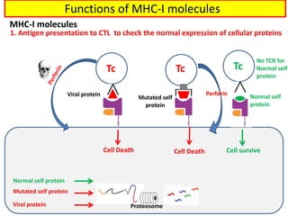 Normal self protein
Mutated self protein
Viral protein
Normal self
protein
Mutated self
protein
Viral protein
Tc
Tc
Tc
No TCR for
Normal self
protein
Cell survive
Cell Death
Cell Death
Functions of MHC-I molecules
1. Antigen presentation to CTL to check the normal expression of cellular proteins
MHC-I molecules
Proteosome
Perforin
 