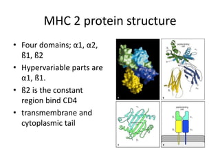 MHC 2 protein structure
• Four domains; α1, α2,
ß1, ß2
• Hypervariable parts are
α1, ß1.
• ß2 is the constant
region bind CD4
• transmembrane and
cytoplasmic tail
 