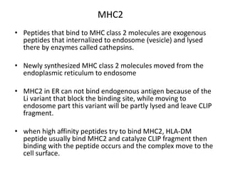 MHC2
• Peptides that bind to MHC class 2 molecules are exogenous
peptides that internalized to endosome (vesicle) and lysed
there by enzymes called cathepsins.
• Newly synthesized MHC class 2 molecules moved from the
endoplasmic reticulum to endosome
• MHC2 in ER can not bind endogenous antigen because of the
Li variant that block the binding site, while moving to
endosome part this variant will be partly lysed and leave CLIP
fragment.
• when high affinity peptides try to bind MHC2, HLA-DM
peptide usually bind MHC2 and catalyze CLIP fragment then
binding with the peptide occurs and the complex move to the
cell surface.
 